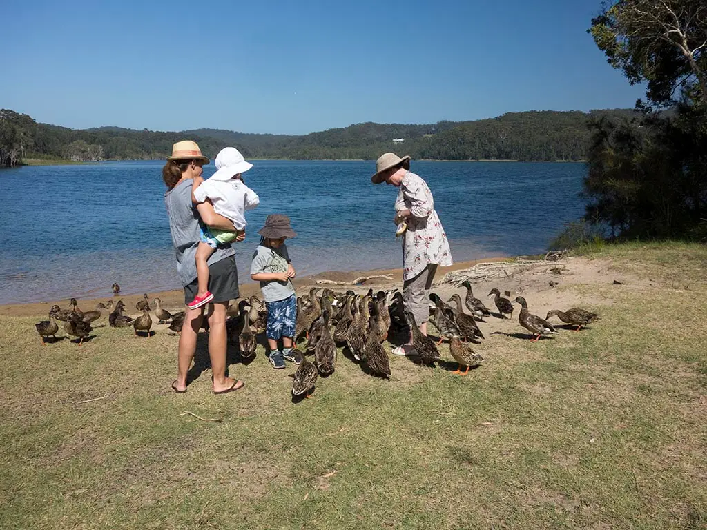 The best thrill for young children - feeding hungry ducks at Cochrane Lagoon